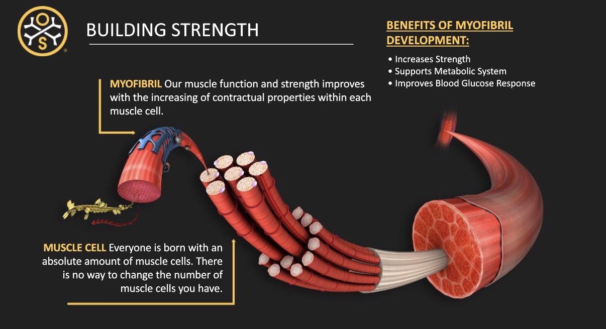 Muscle cell and myofibril structure illustration.